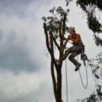 Préparation abattage d'un arbre