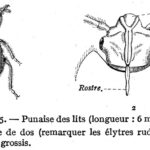 Punaises de Lit : Une Epidémie Silencieuse