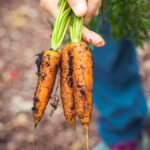 Cultiver des légumes bio