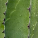 Comment utiliser le gel d'Aloe Vera?