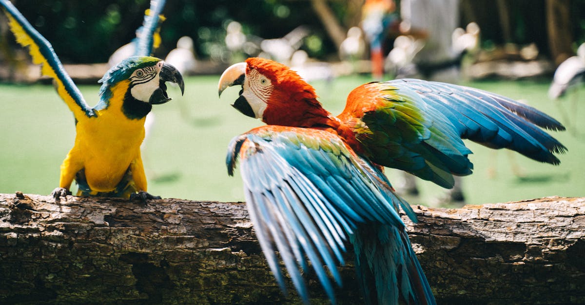 découvrez l'art fascinant de la communication animale, une exploration des interactions entre les espèces et un moyen d'approfondir notre compréhension du monde animal. apprenez comment interpréter les signaux et les comportements des animaux pour renforcer votre lien avec eux.