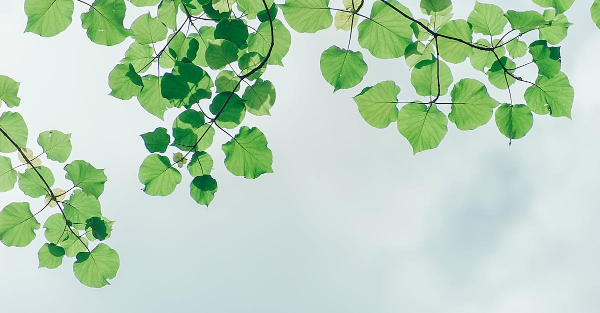 découvrez l'importance de l'environnement et les enjeux écologiques actuels. explorez des solutions durables pour protéger notre planète et sensibiliser aux défis environnementaux afin de préserver notre héritage pour les générations futures.