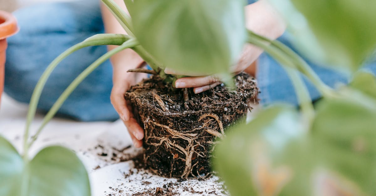 découvrez l'univers du jardinage biologique : apprenez à cultiver vos plantes de manière naturelle et respectueuse de l'environnement, tout en favorisant la biodiversité et en produisant des légumes sains et savoureux.