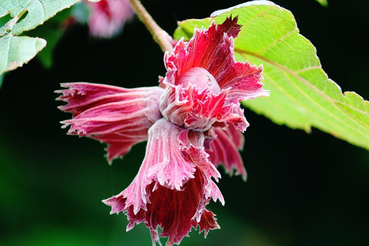 découvrez le délicieux café aux noisettes, une fusion parfaite de saveurs riches et onctueuses. profitez de chaque gorgée d'une boisson réconfortante qui réveille vos sens. parfaite pour les amateurs de café en quête d'une nouvelle expérience gustative!