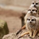 découvrez les aventures hilarantes de la série 'modern family', qui suit la vie complexe et amusante de trois familles interconnectées. plongez dans un univers où l'amour, l'humour et les relations familiales sont au cœur de chaque épisode.